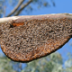 A colony of Apis dorsata or the rock bee, a native honey bee found in India.